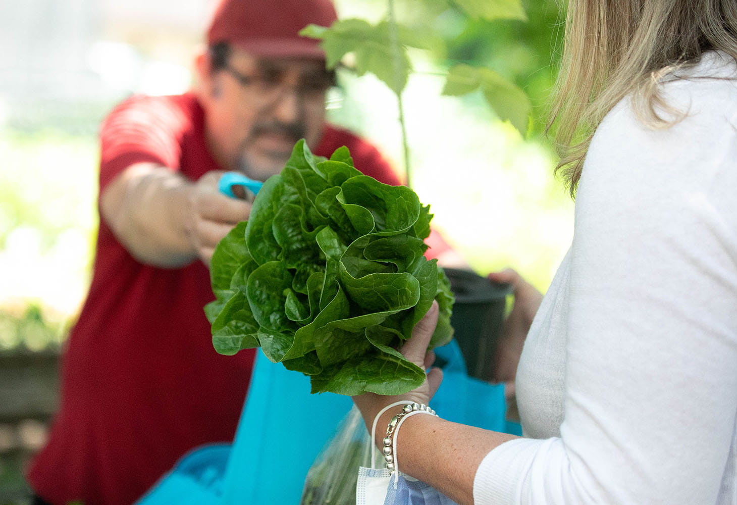 Person selling lettuce 