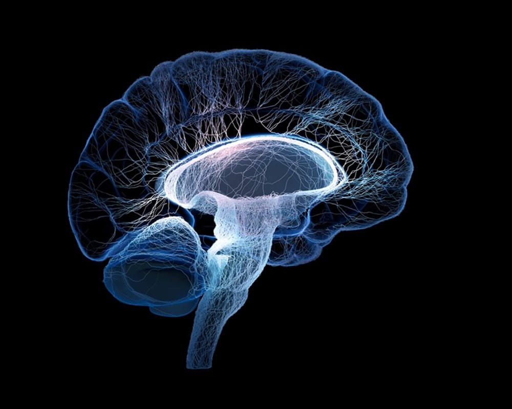 3d rendering of human brain with interconnected small nerves