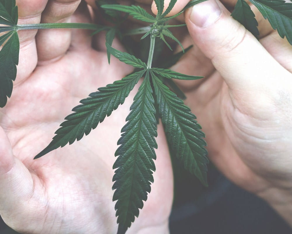 Person inspecting cannabis leaf