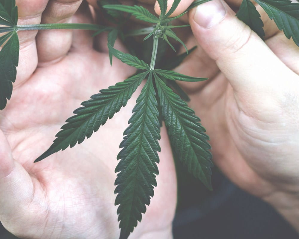 Person inspecting cannabis leaf