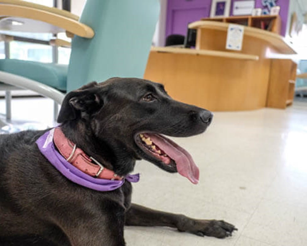 A black dog lying down with it's tongue out, with a light purple cloth tied around it's neck.