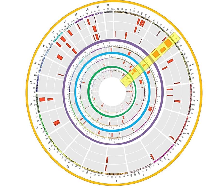 Visual depicting output from genetics research