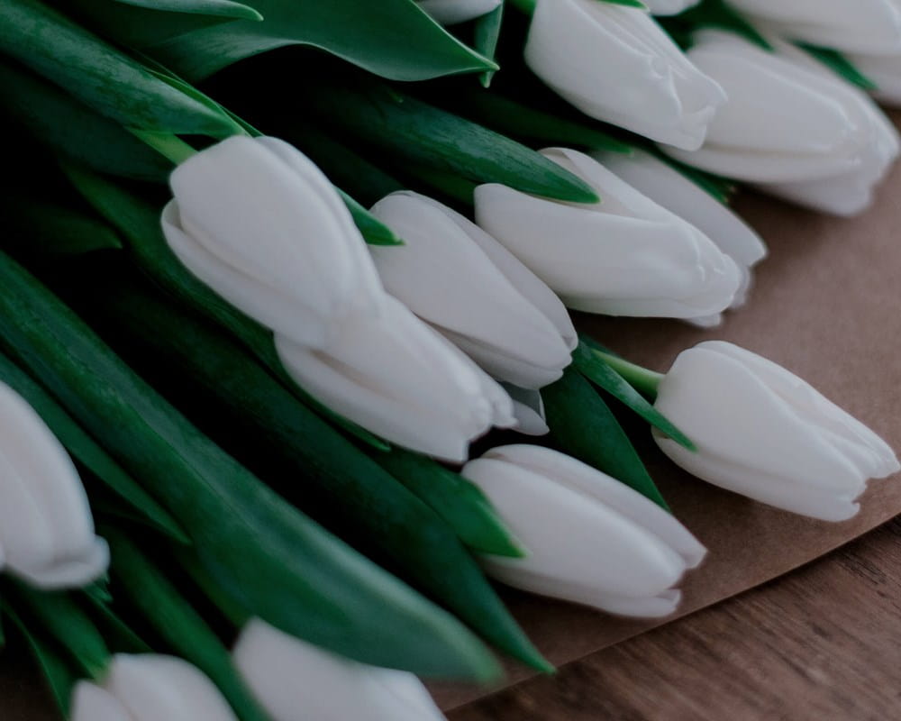 White tulips