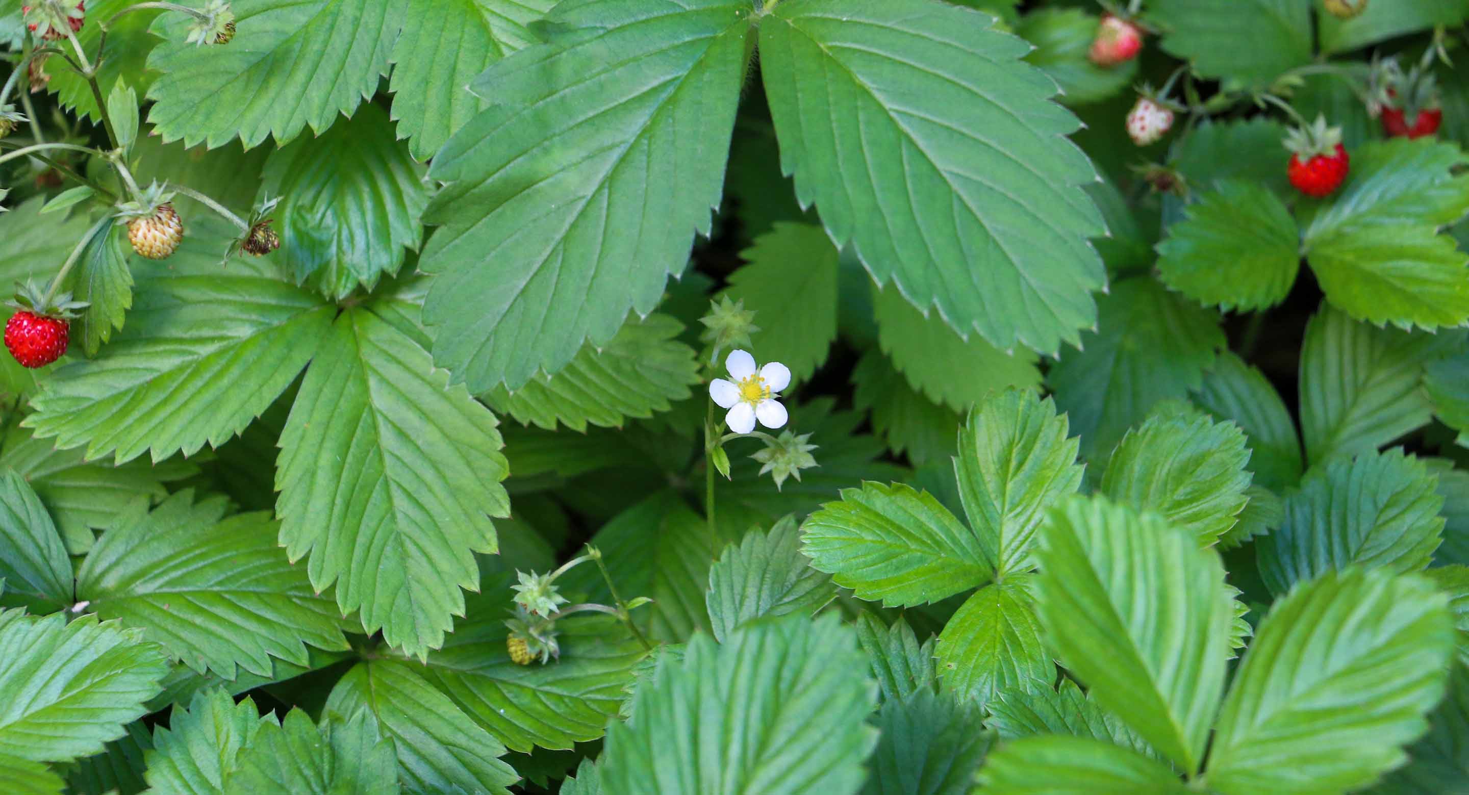 Strawberry flower
