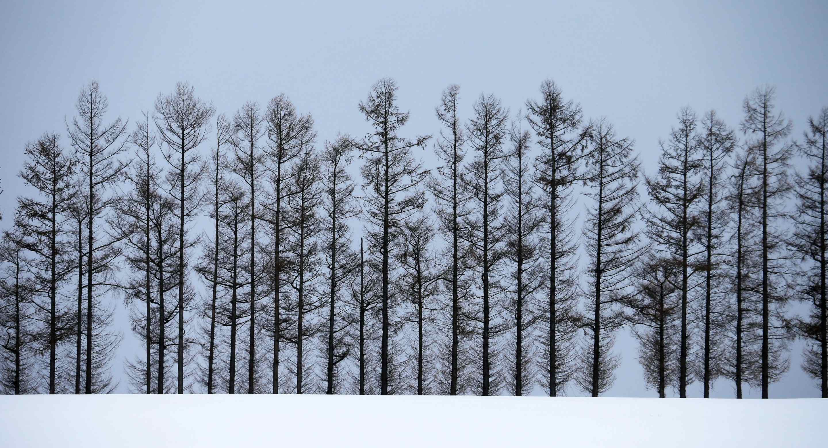 A forest of barren trees in the winter